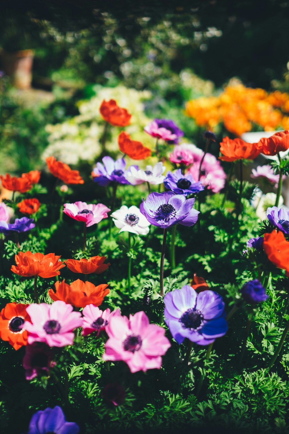 mantenimiento-jardines
