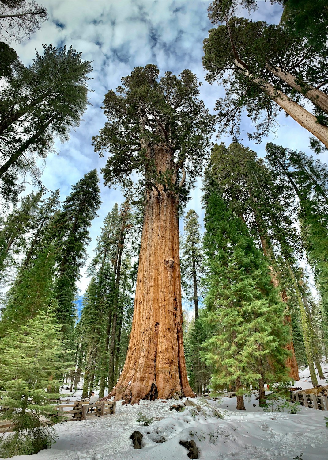 poda-arbol-grandes-dimensiones
