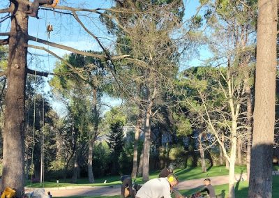 tala-arboles-madrid