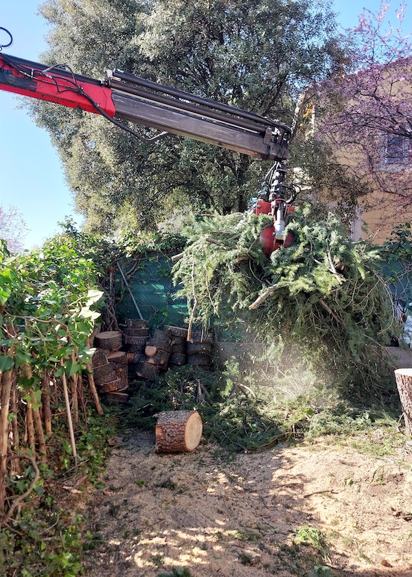 tala-arboles-madrid