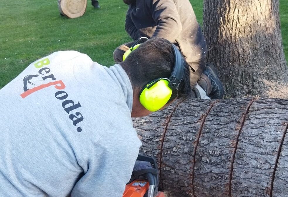 ¿Cuándo se puede talar un árbol en Madrid? Normativa y permisos