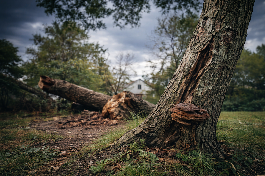 Cómo saber si un árbol está enfermo o en riesgo de caída